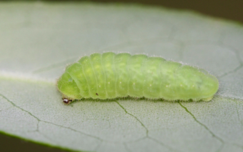King's Hairstreak caterpillar